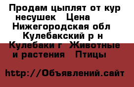 Продам цыплят от кур-несушек › Цена ­ 55 - Нижегородская обл., Кулебакский р-н, Кулебаки г. Животные и растения » Птицы   